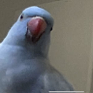 Meet your Posher, Dover